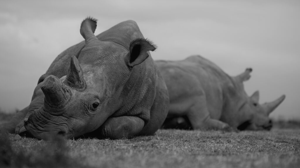 Greyscale image of two rhinos laying on ground.