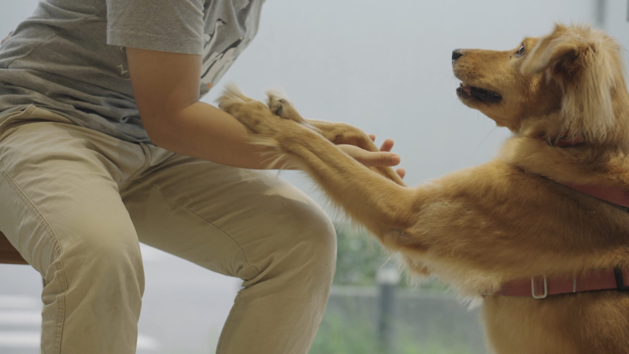 Person bends down as dog raises legs up.