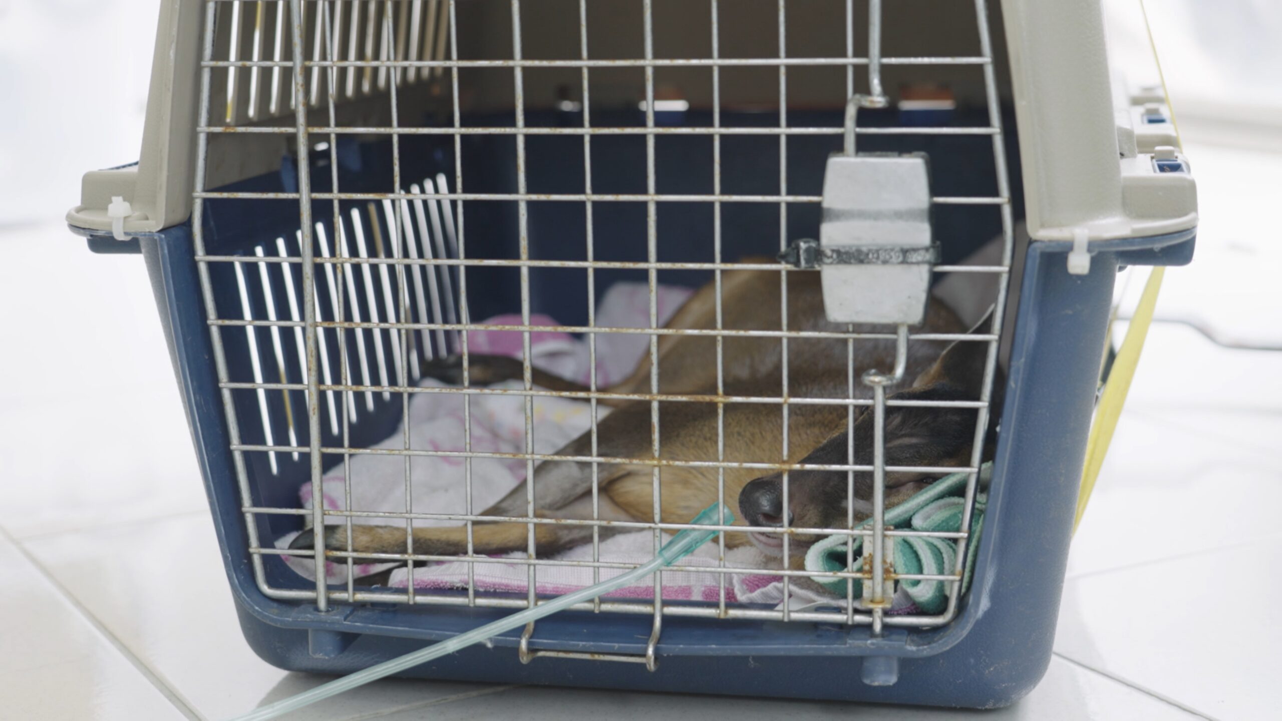 Animal in crate.