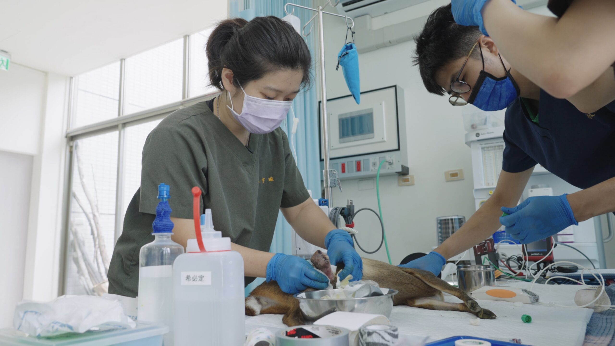 Vets work on animal.