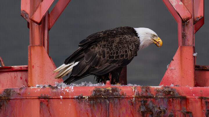 Bald eagle sits on red metal structure.