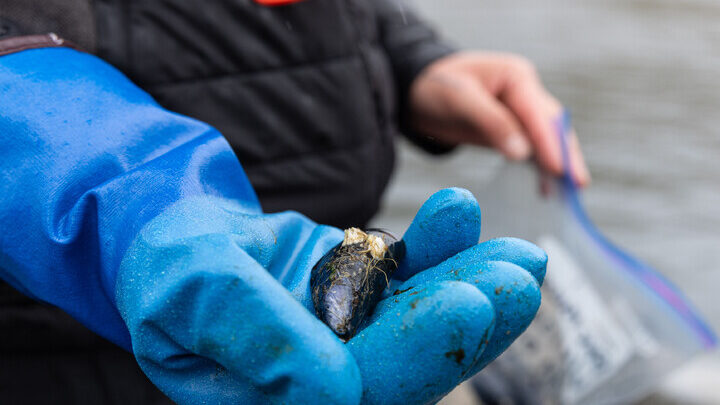 Person with blue glove holds something in their hand.