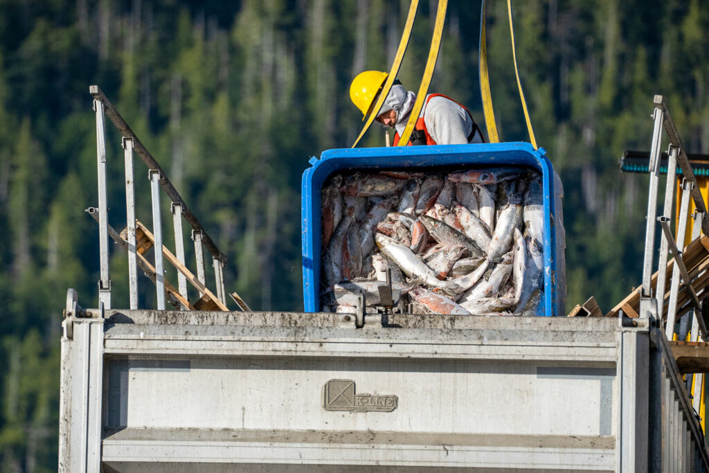 Person dumping fish out of crate.