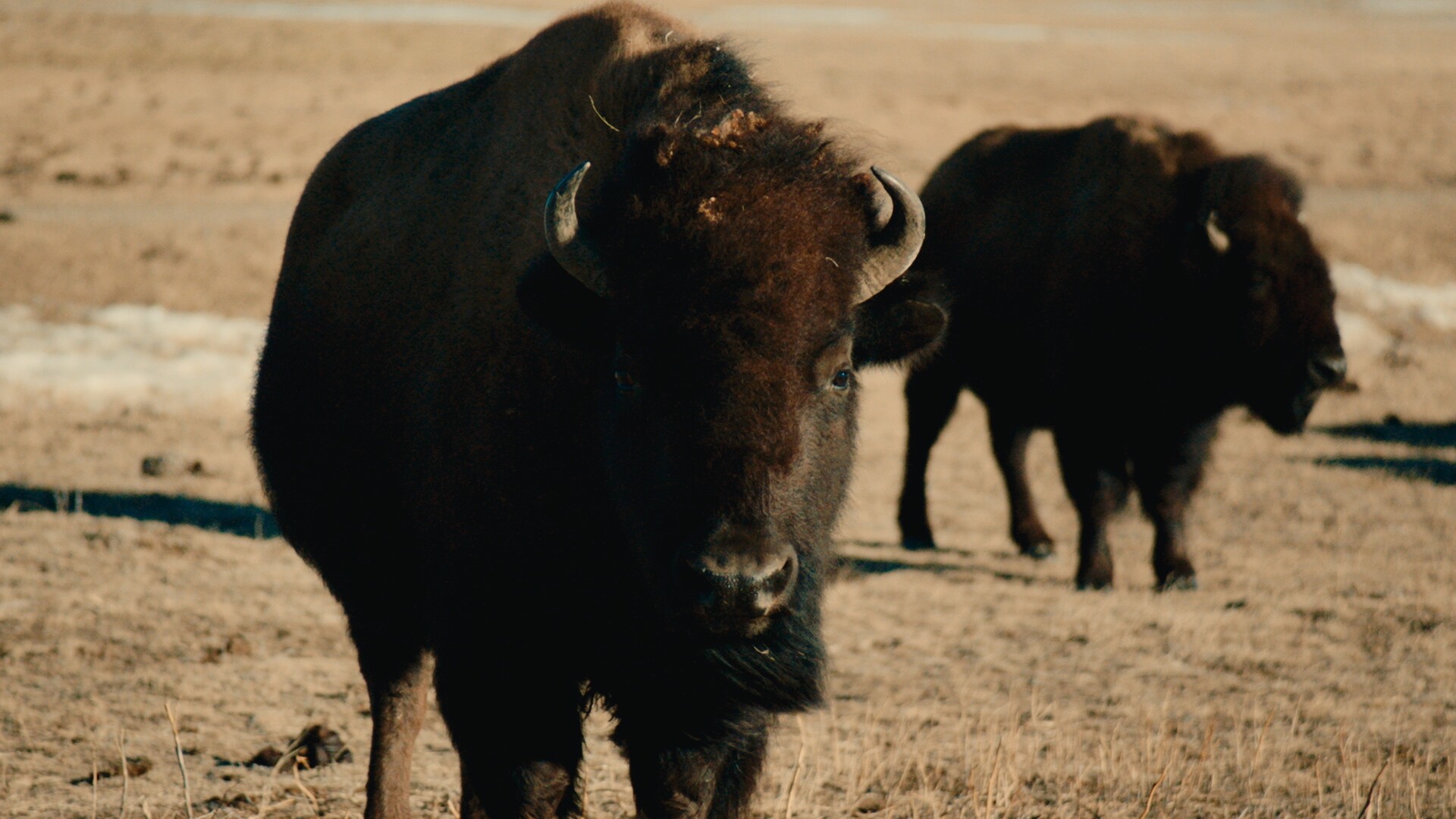 Group of buffalo on prairie.