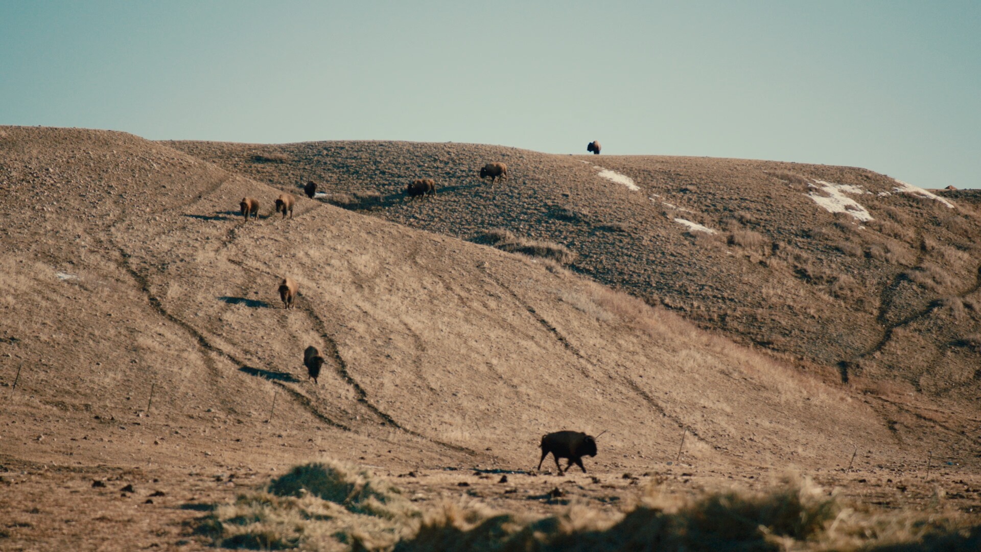 Mountainous landscape with buffalo.