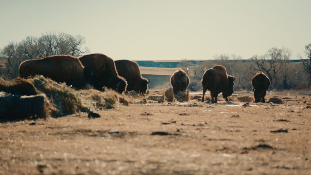 Group of buffalo on grassland.
