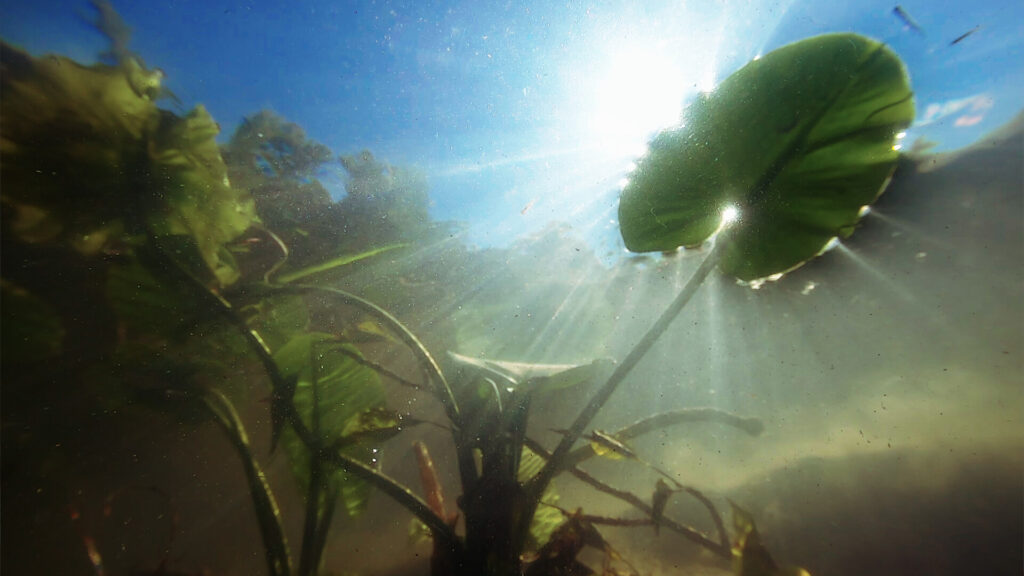 Underwater image of water plant.