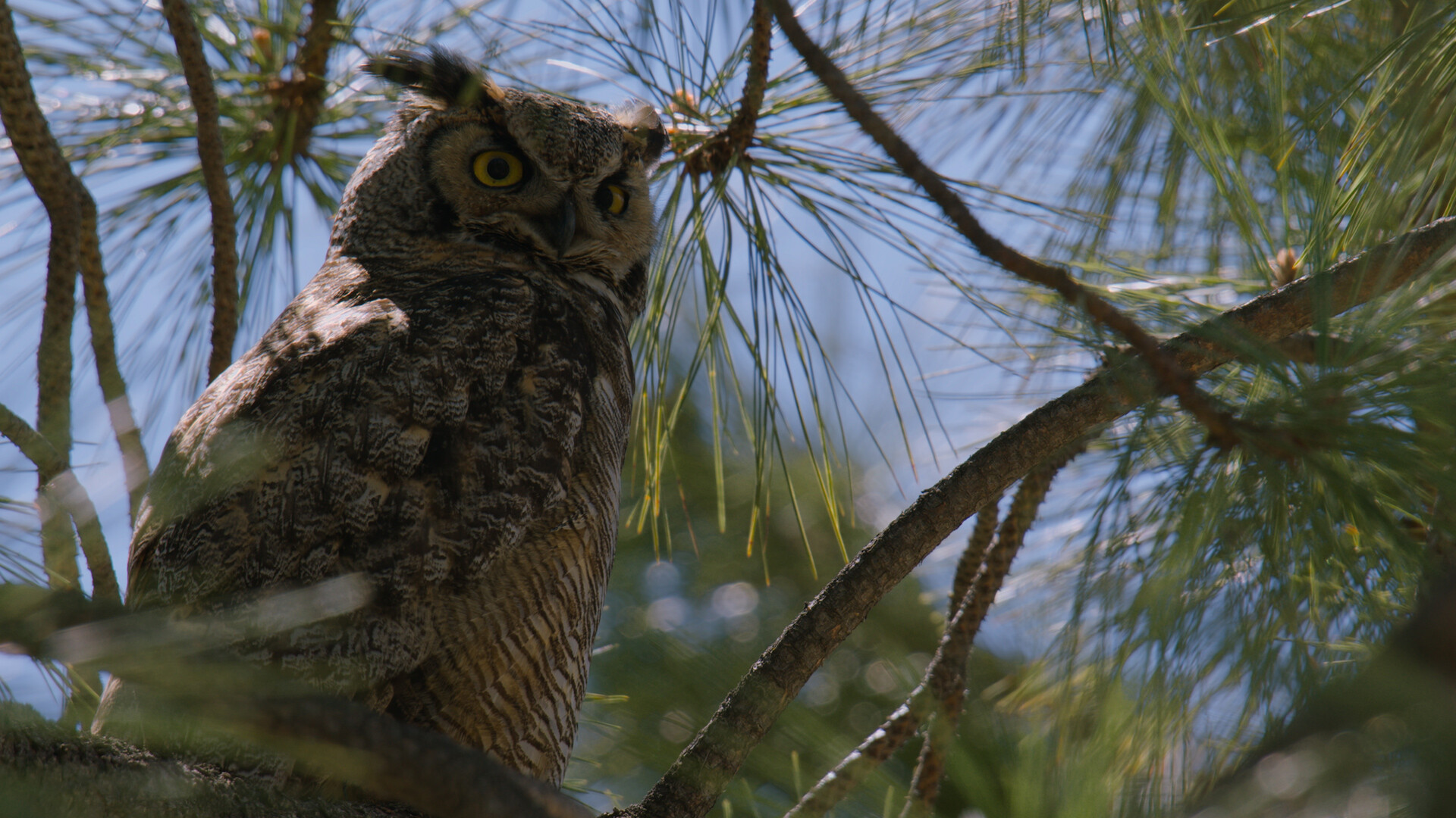Owl in tree,