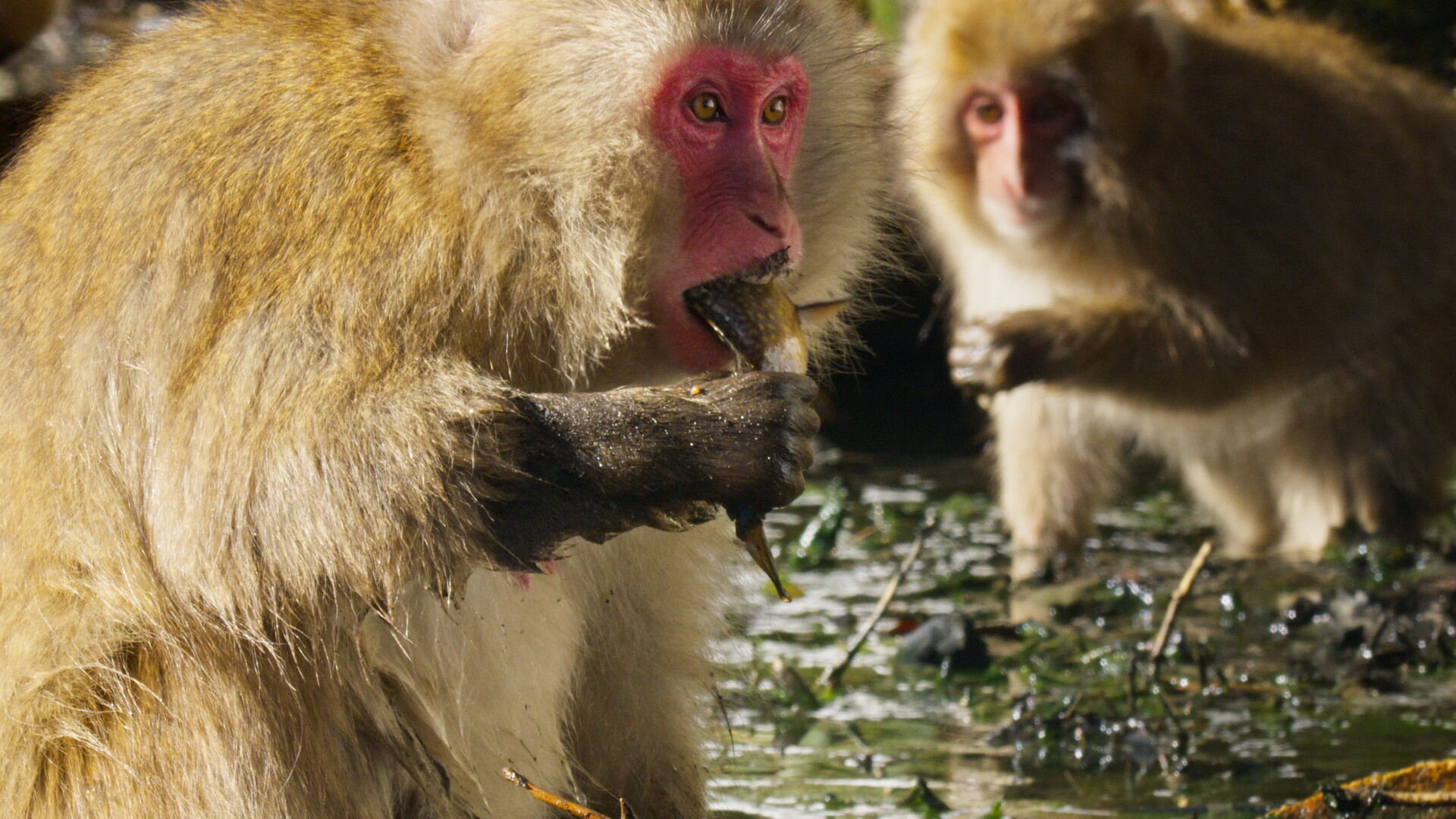 Two monkeys eating.