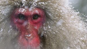 Close up of monkey's face.