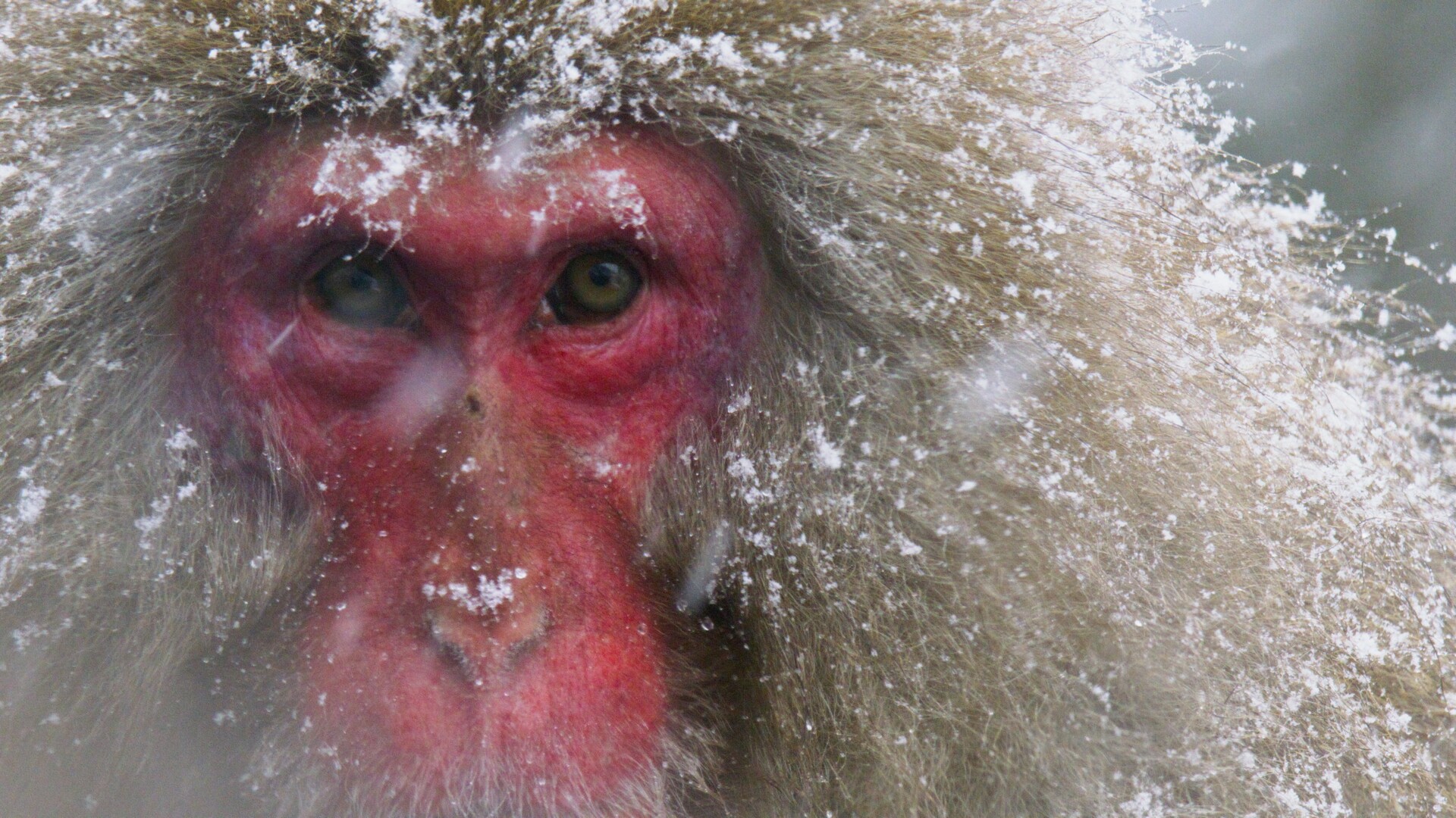 img-676443fd63815 Close up of monkey's face.