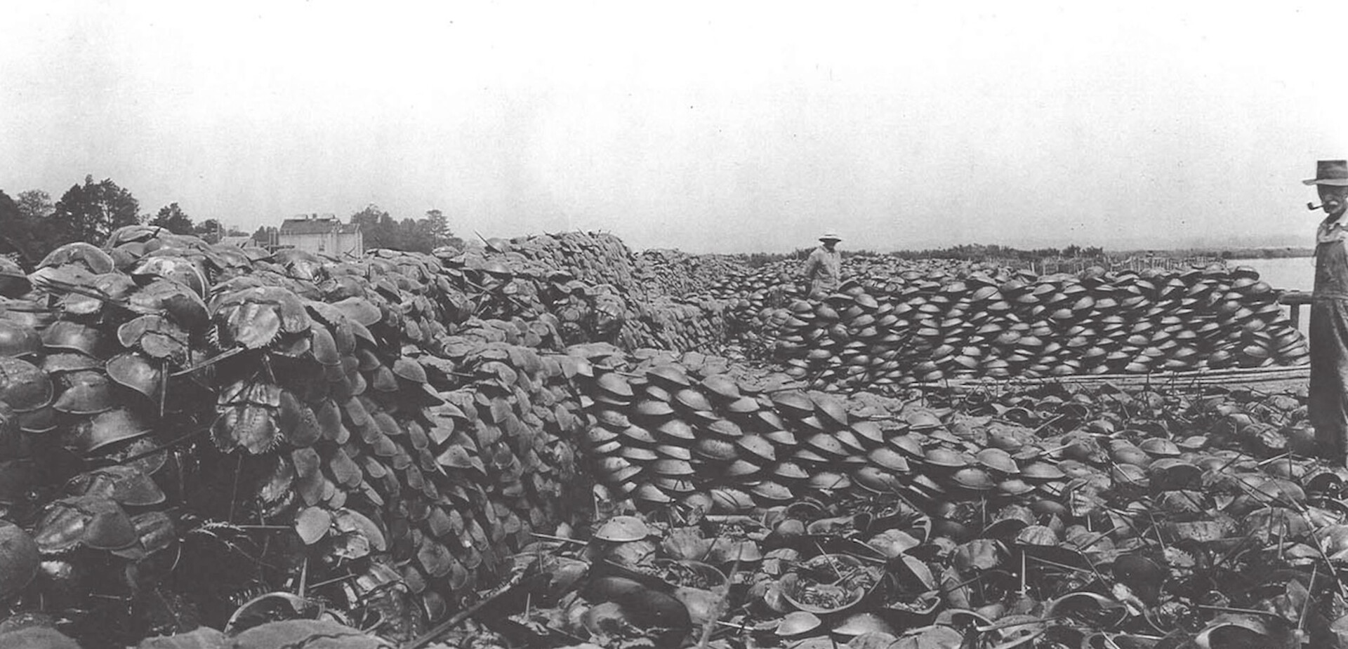 Greyscale image of stacked crabs with person standing behind wall.