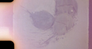 Film still of crabs.