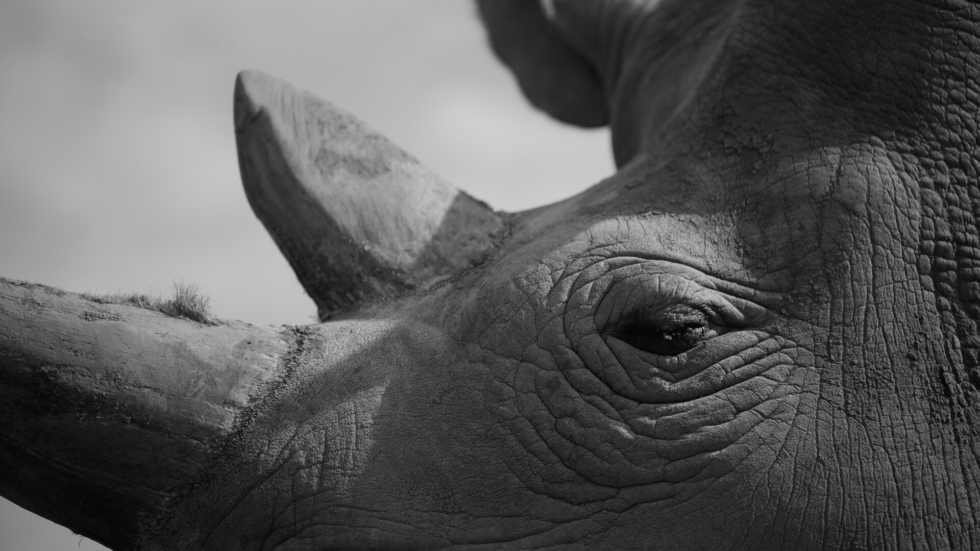Greyscale closeup of rhino's eye.