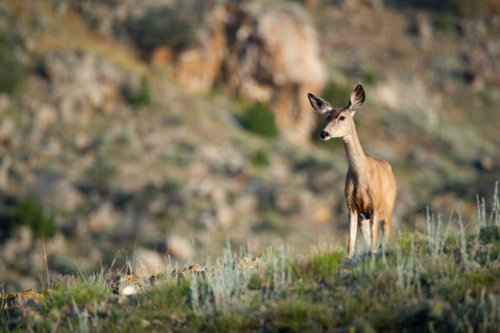 Deer looks out over green and brown landscape.