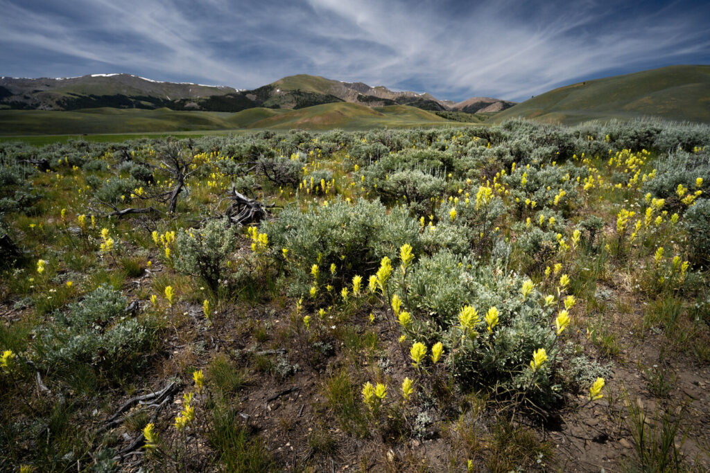 Landscape of green with yellow flowers and mountains in distance.
