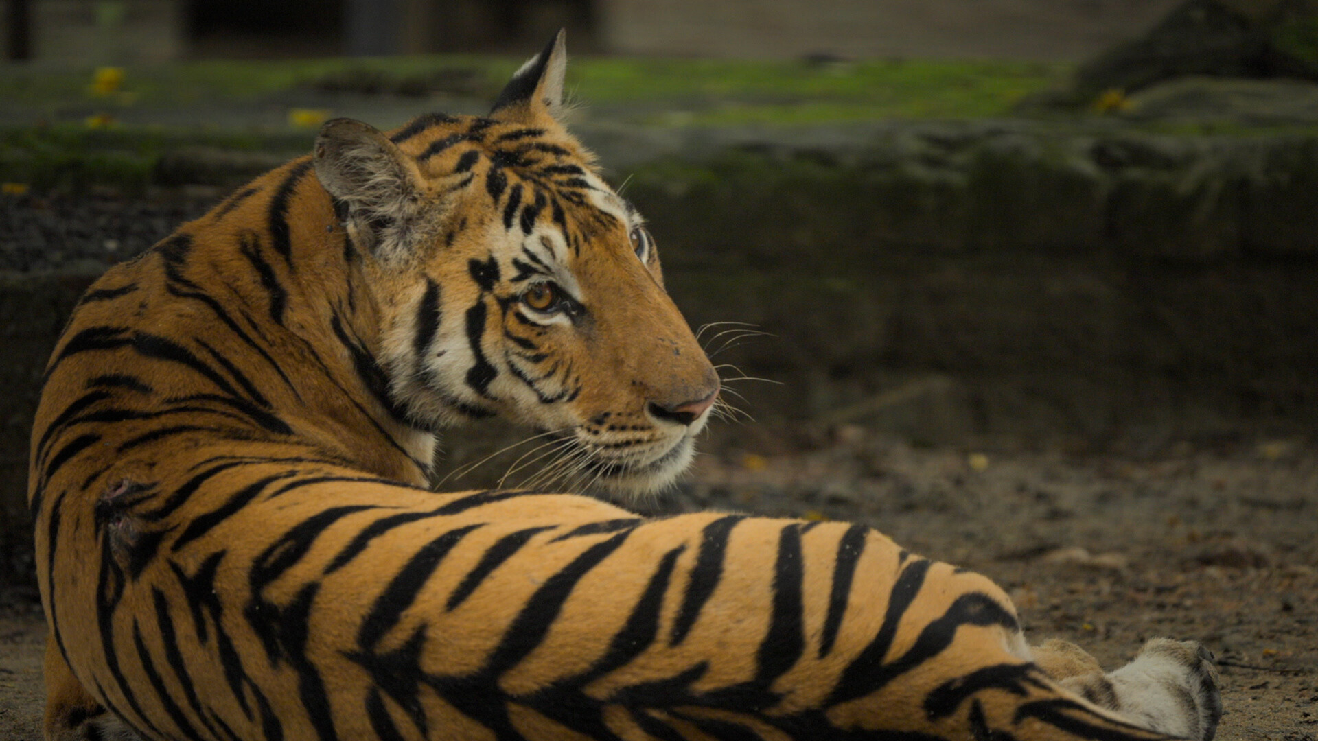 img-679d456b361d9 Tiger laying down looks back.