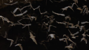 Bats in low light.