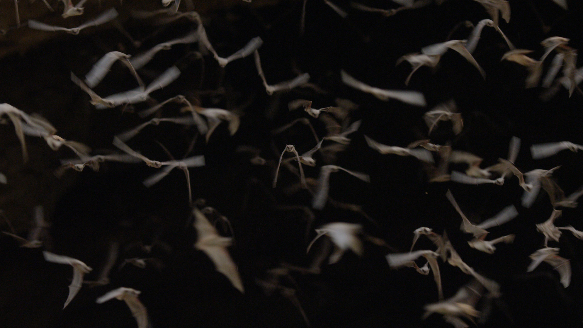 Bats in low light.