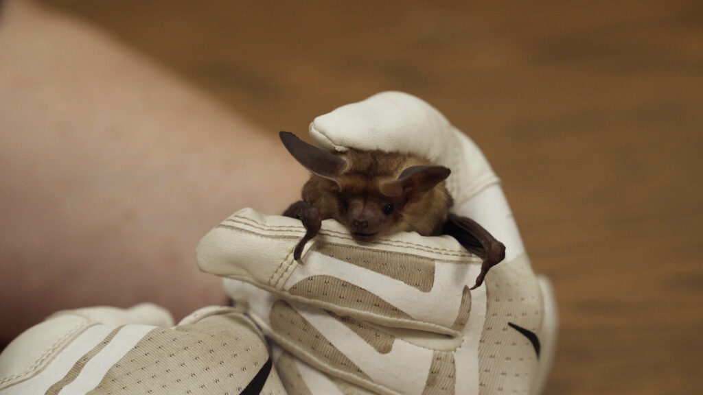 Bat being held with white glove.