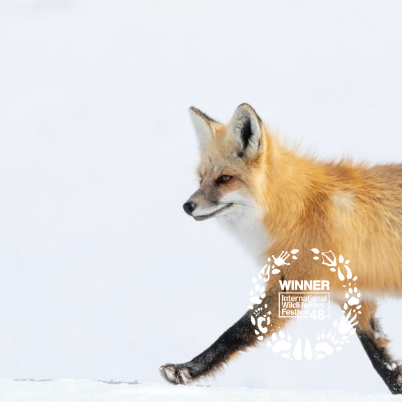 Fox walking in snow.