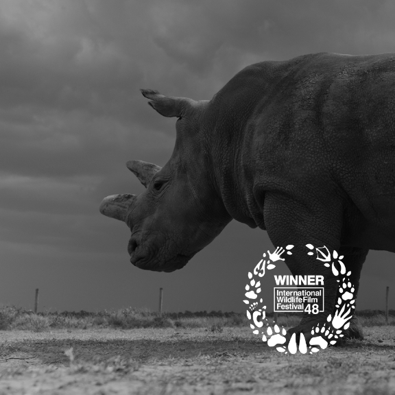 Greyscale image of rhino looking left.
