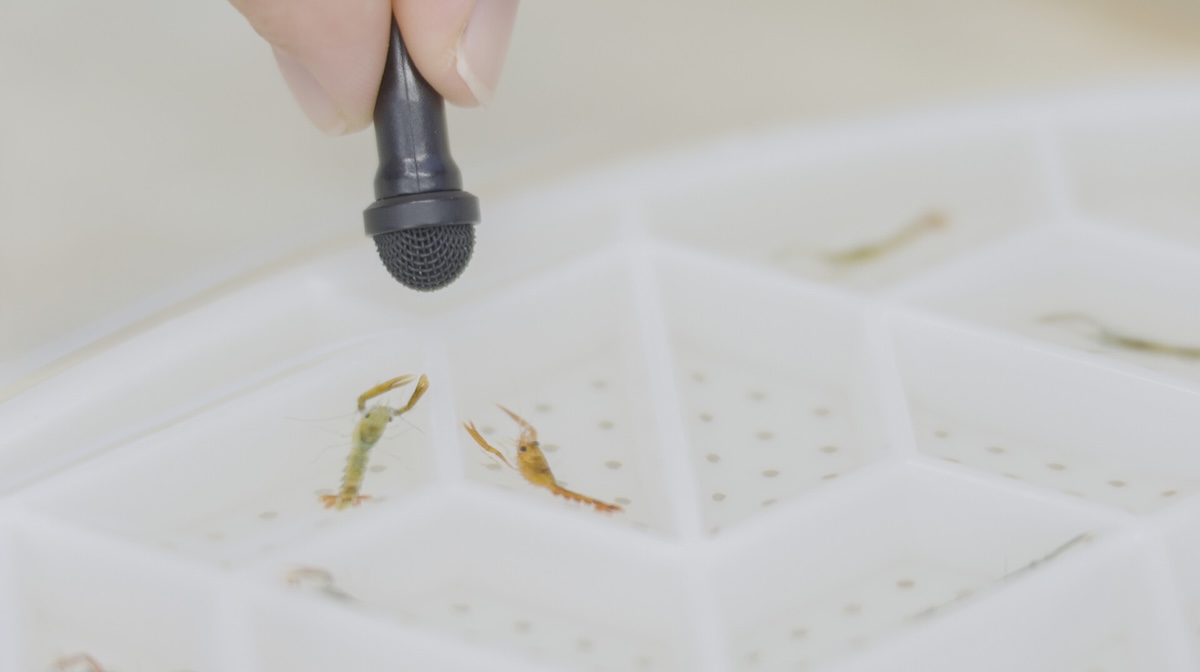 Person holds microphone to small crustaceans.