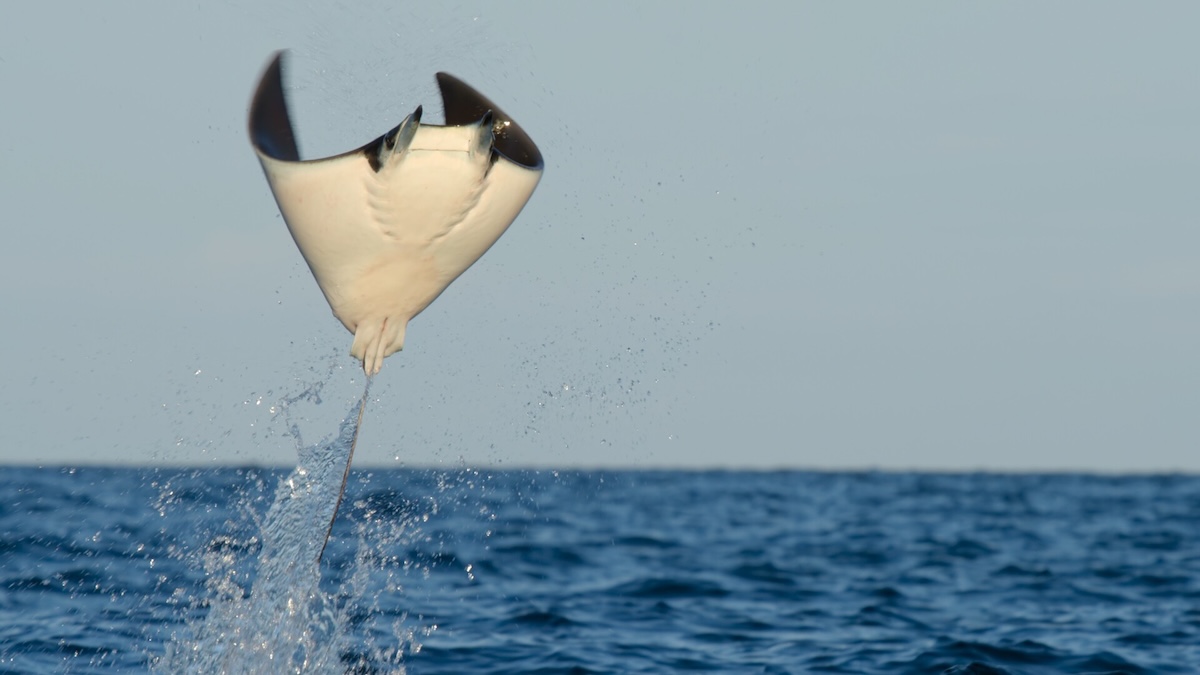 Manta ray jumping out of water.
