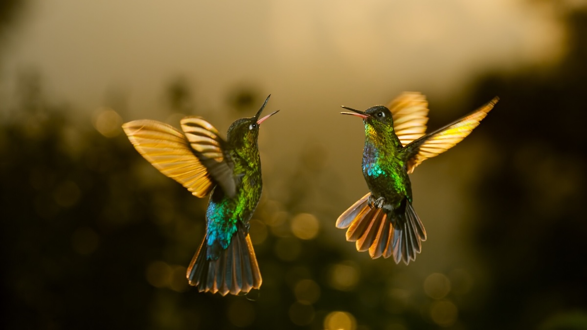 Two hummingbirds flying near each other.