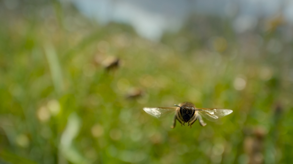 A bee flying in field.
