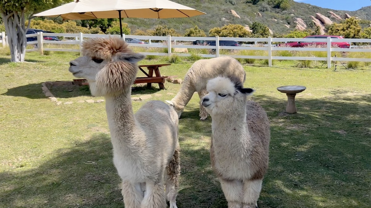 Screenshot Alpacas outside.