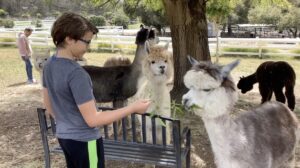 Kid reaching hand out to alpacas.