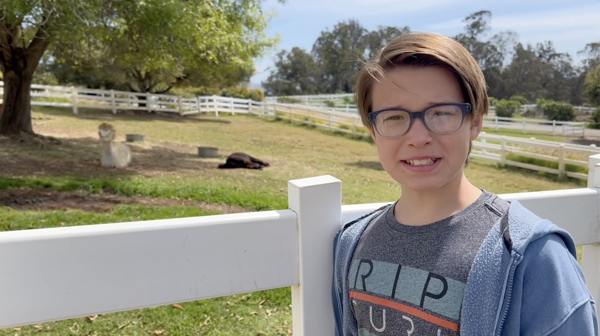 Kid standing by fence and alpacas.