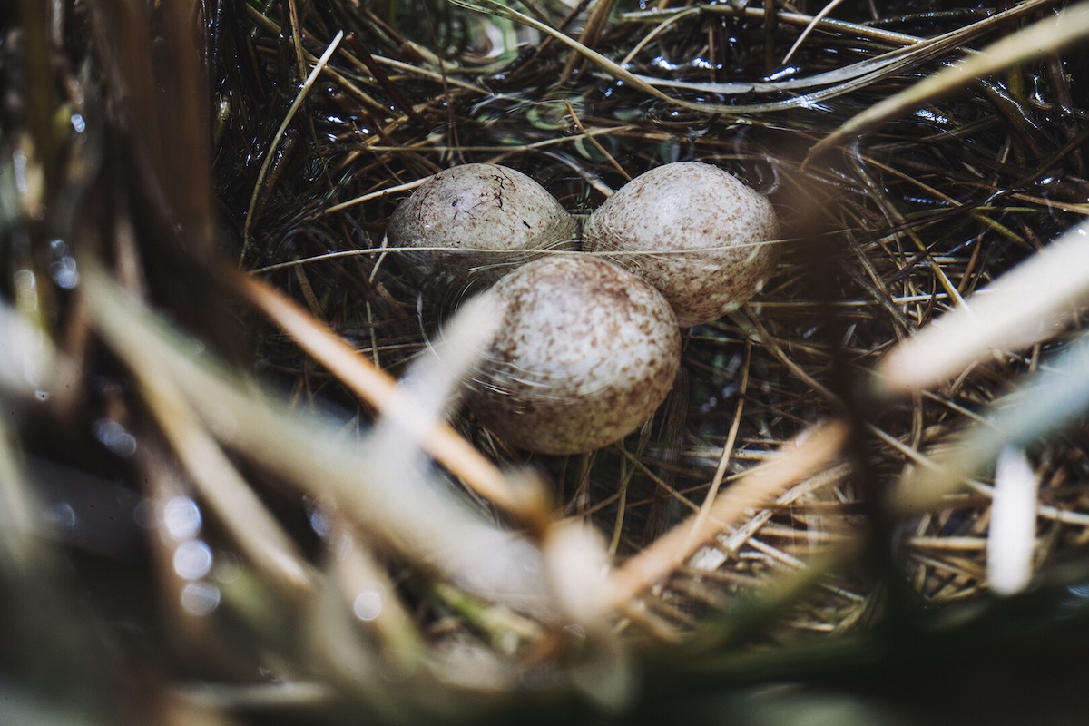 Three eggs in nest.
