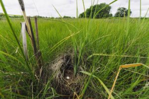 Egg in nest in grassland.