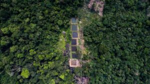 Aerial view of water and trees.