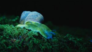 Bioluminescent snail.