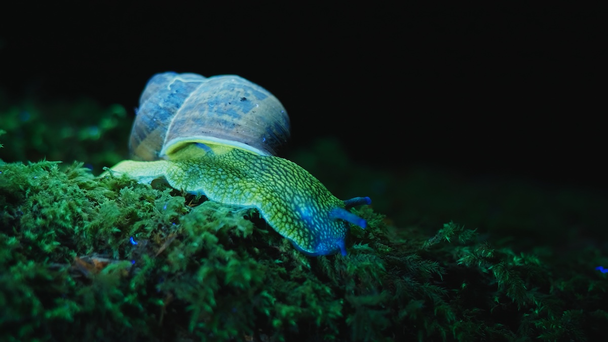 Bioluminescent snail.