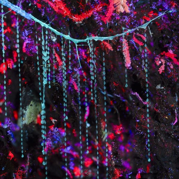 Bioluminescent organisms.