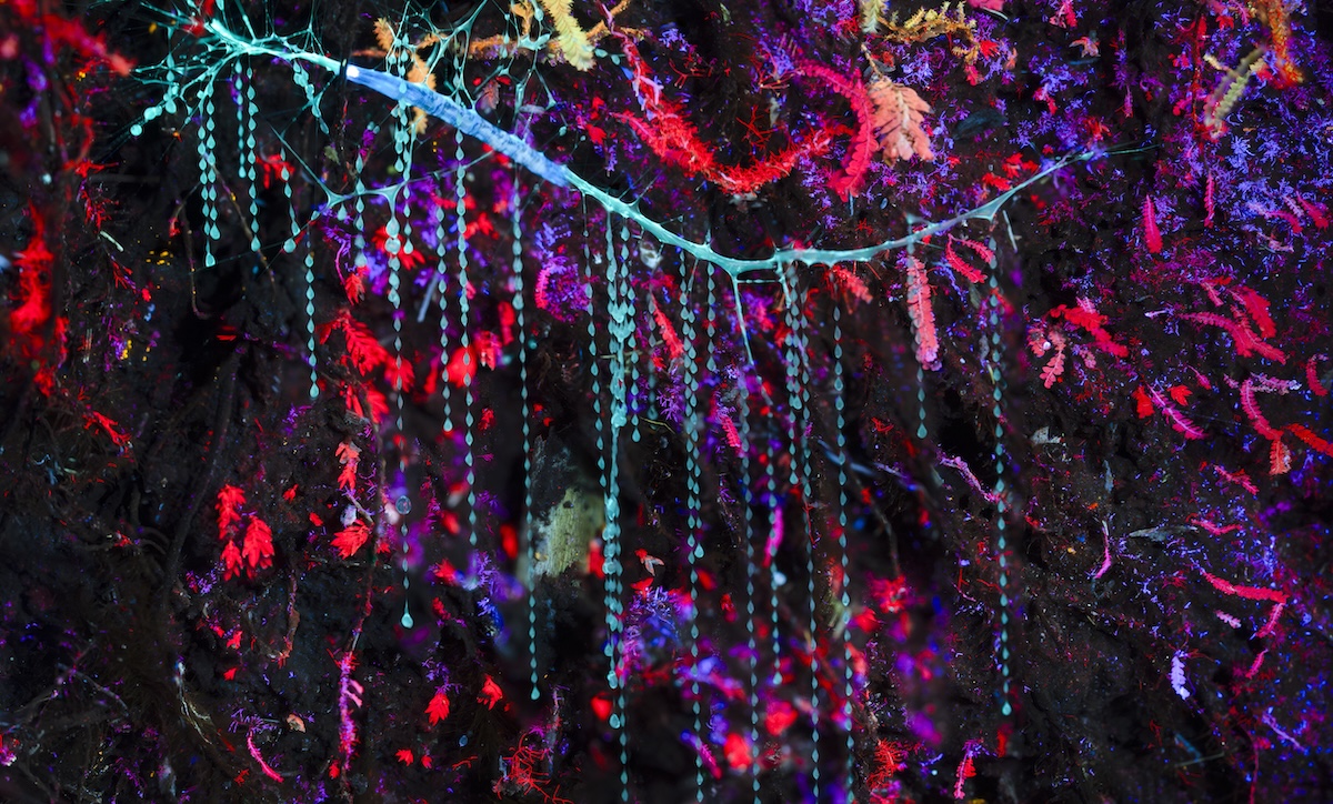 Bioluminescent organisms.