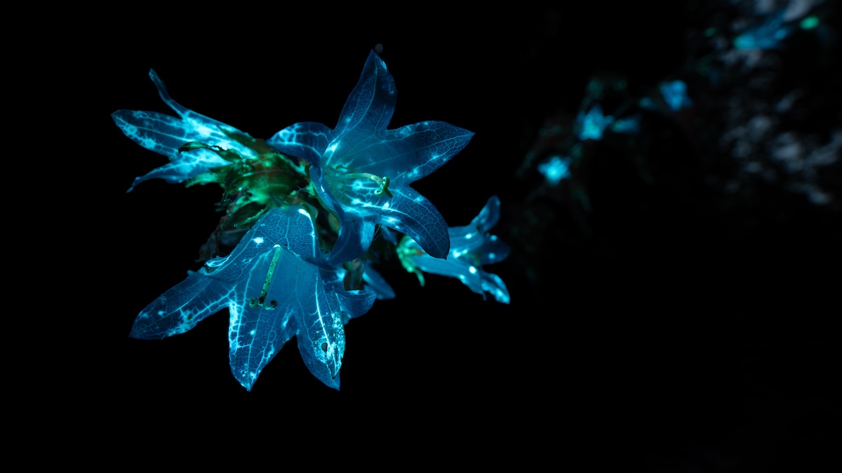 Bioluminescent organism.