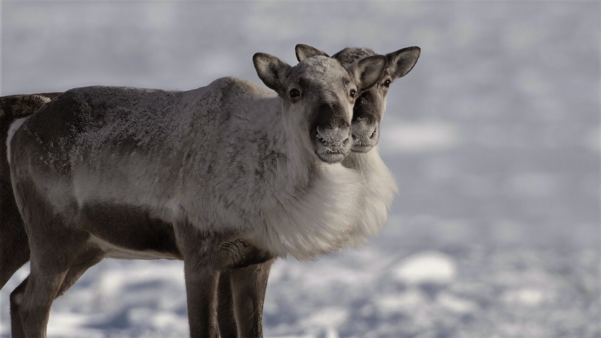 Pair of caribou standing next to each other.