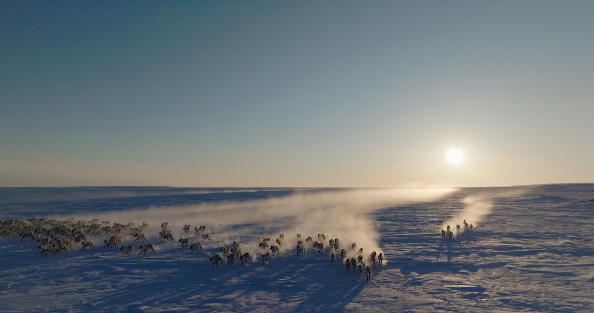 Herd of caribou running in snow.