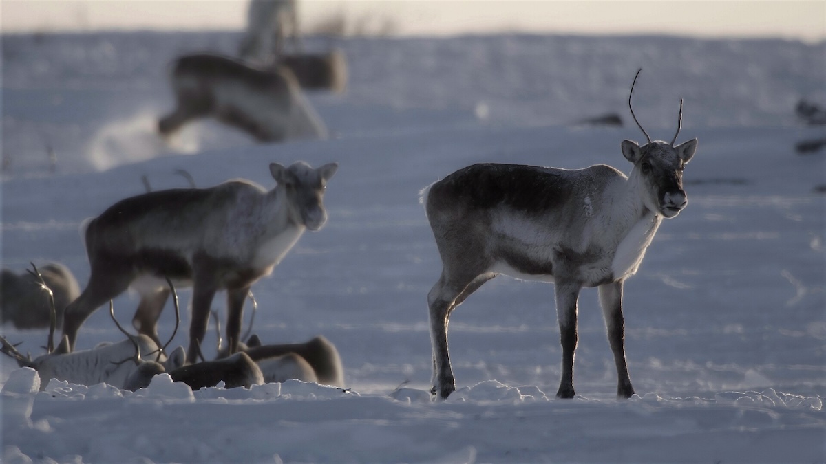 Group on caribou standing in snow.