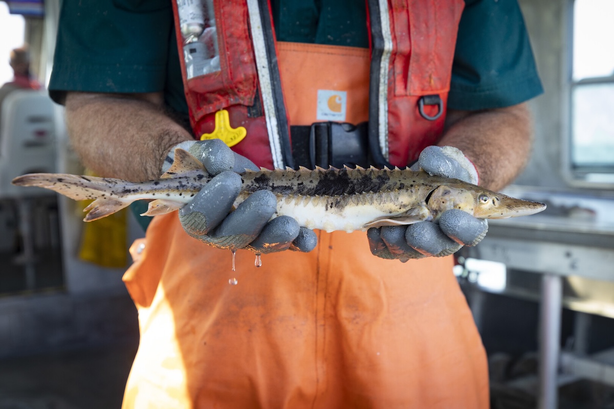 Person holding small fish.