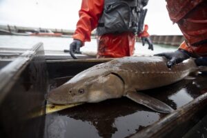 Big fish on boat.