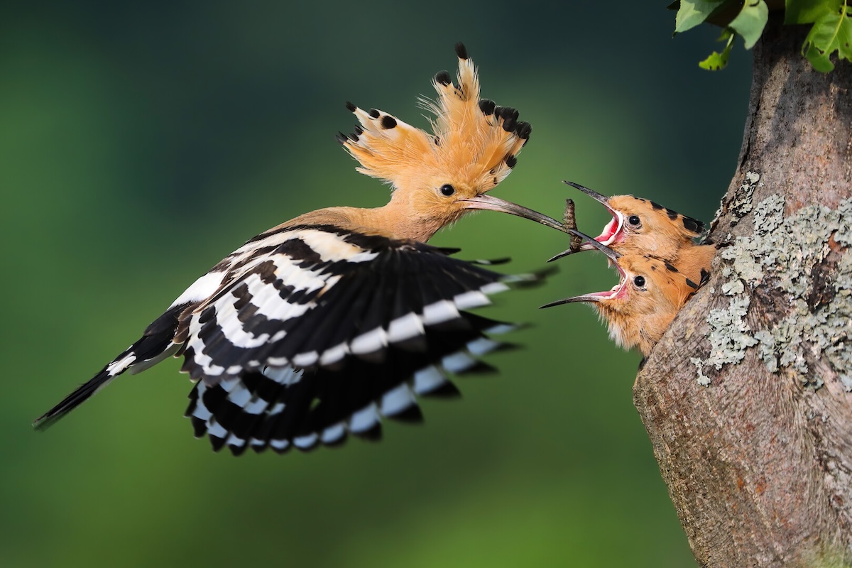 A flying bird feeds two chicks in tree.