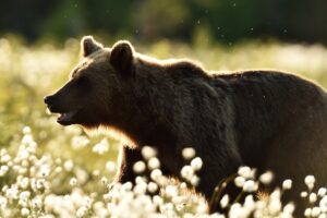 Bear in field.
