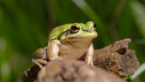 Green frog looking.