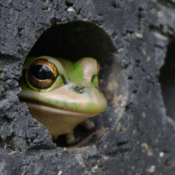 Frog peeking out of hole in block.
